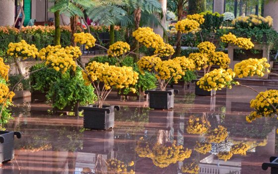 yellow trained mums with green ferns behind